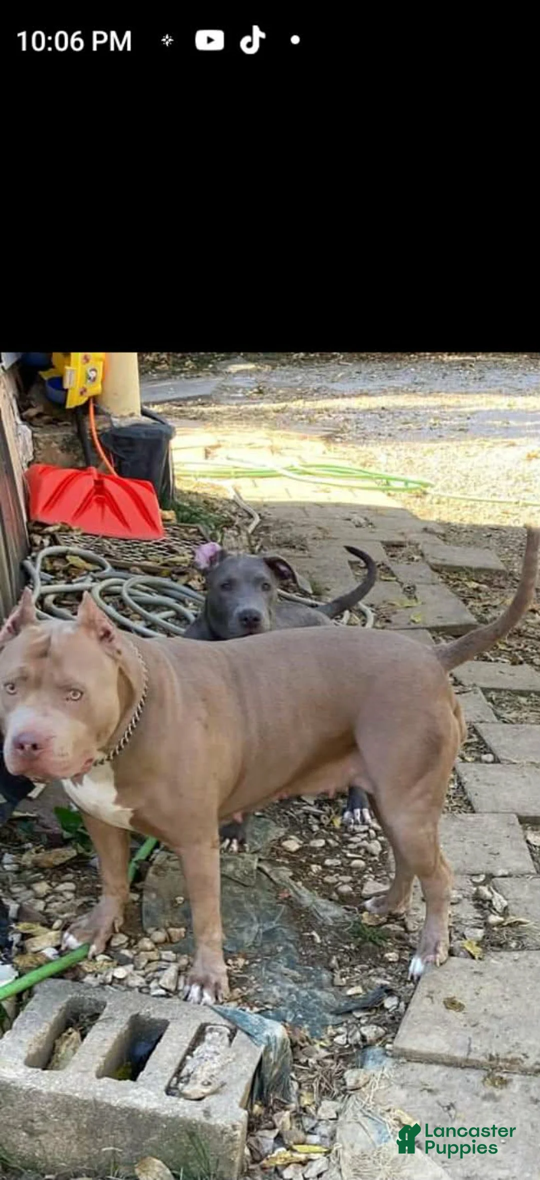 American Bully dogs for sale: American Bully Puppy 1 - Ad 2