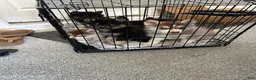 Pomsky dogs for sale: Fang Mini Pomsky - Ad 3