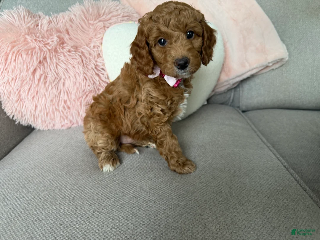 Mini Goldendoodle dogs for sale: Bailey  - Ad 2