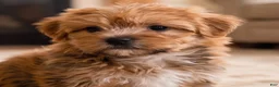 Morkie dogs for sale: Rusty - Ad 4