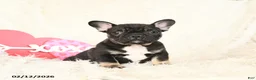 French Bulldog dogs for sale: Hero - Ad 1