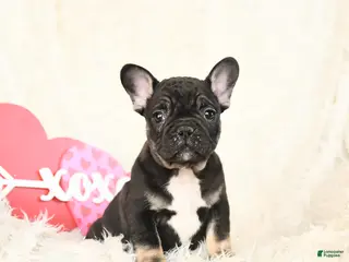 French Bulldog dogs Hero - Ad 7