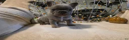 French Bulldog dogs for sale: Hazel  - Ad 6