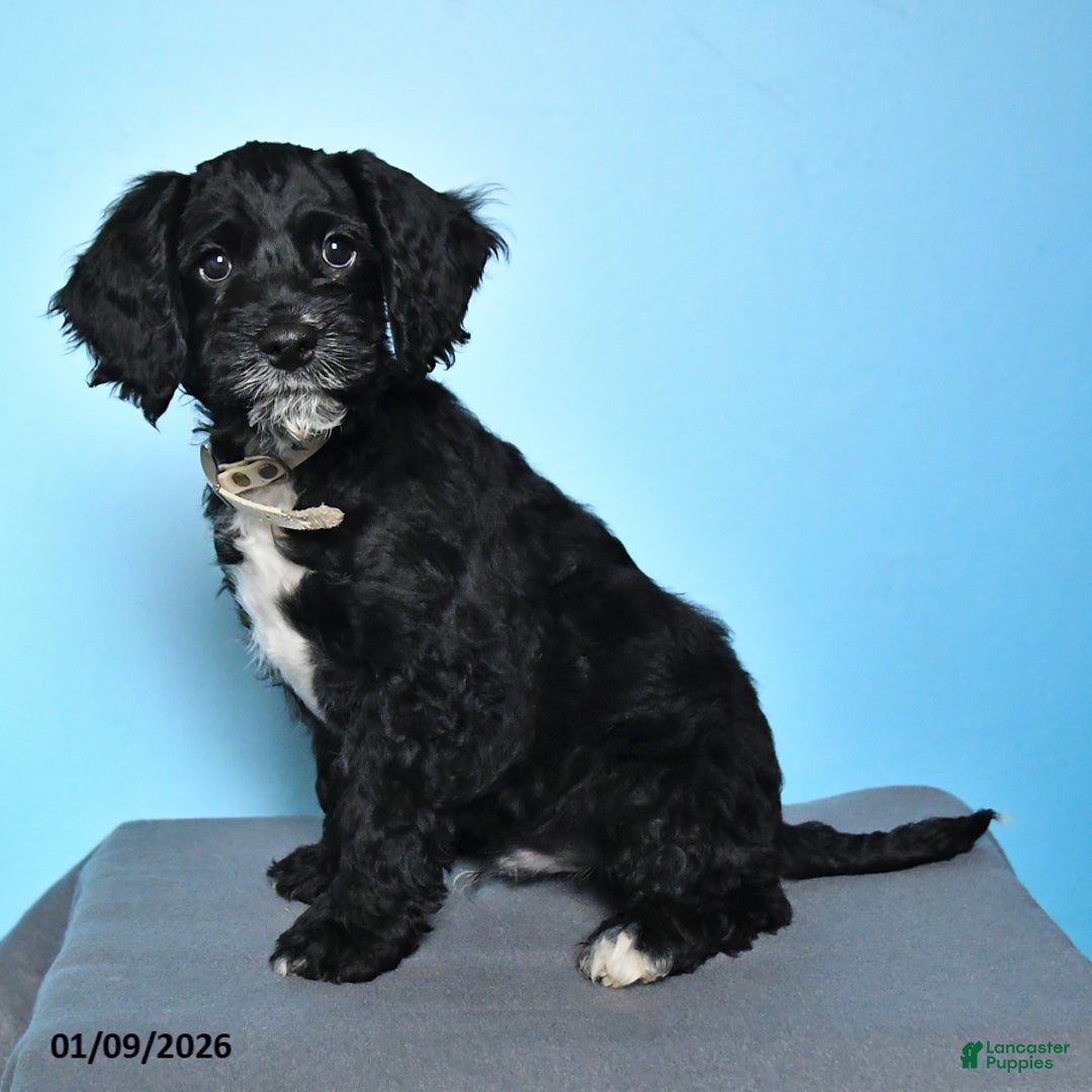 Cockapoo dogs for sale: Milo - Ad 3