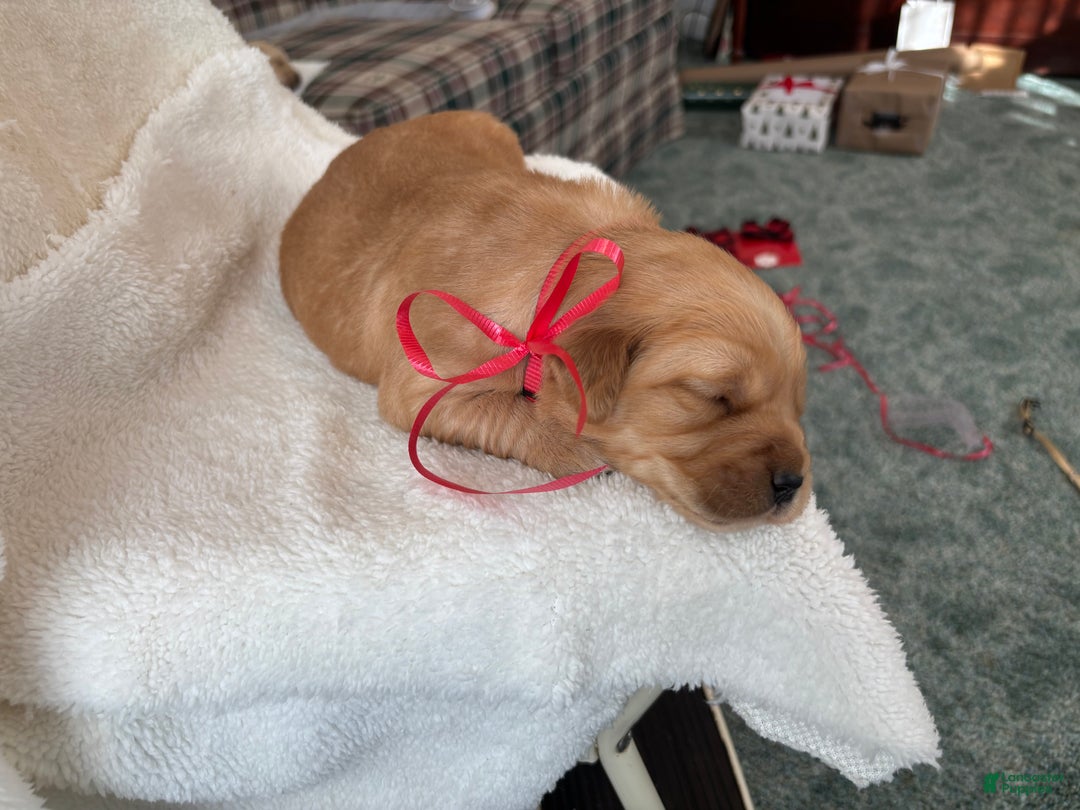 Golden Retriever dogs for sale: Indie  - Ad 1