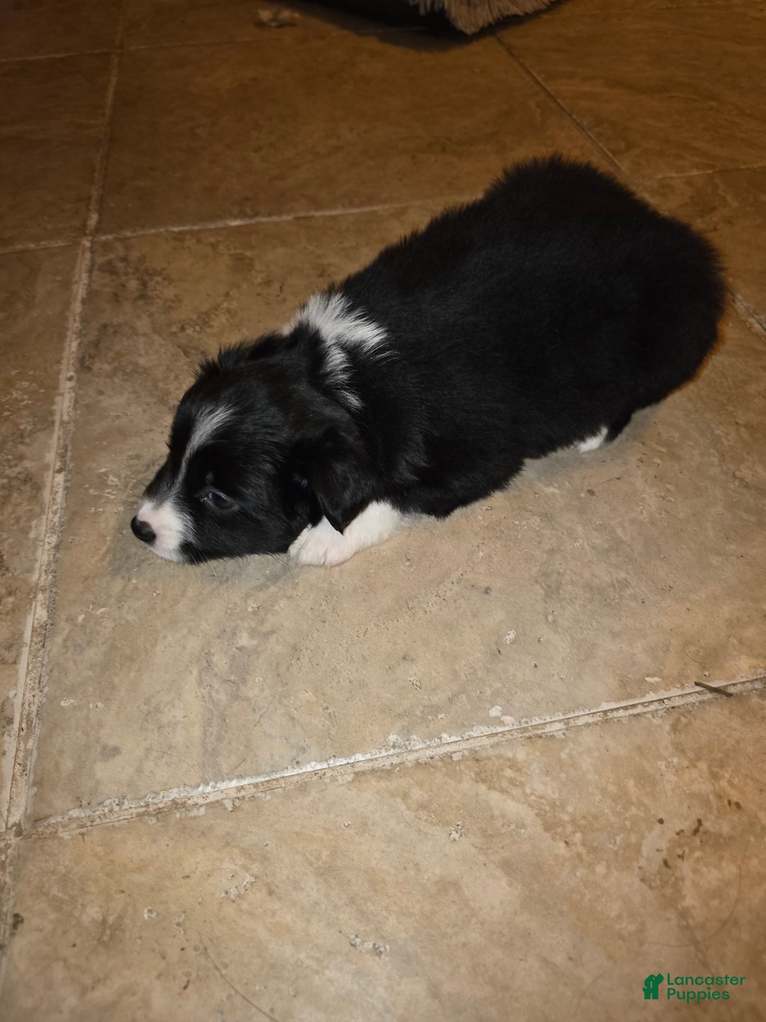 Miniature Australian Shepherd dogs for sale: Miniature Australian Shepherd Puppy 5 - Ad 3