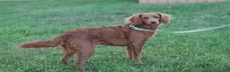 Mini Goldendoodle dogs for sale: Miss Ribbon - Ad 4