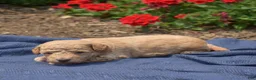 Bichpoo dogs for sale: Cricket - Ad 6