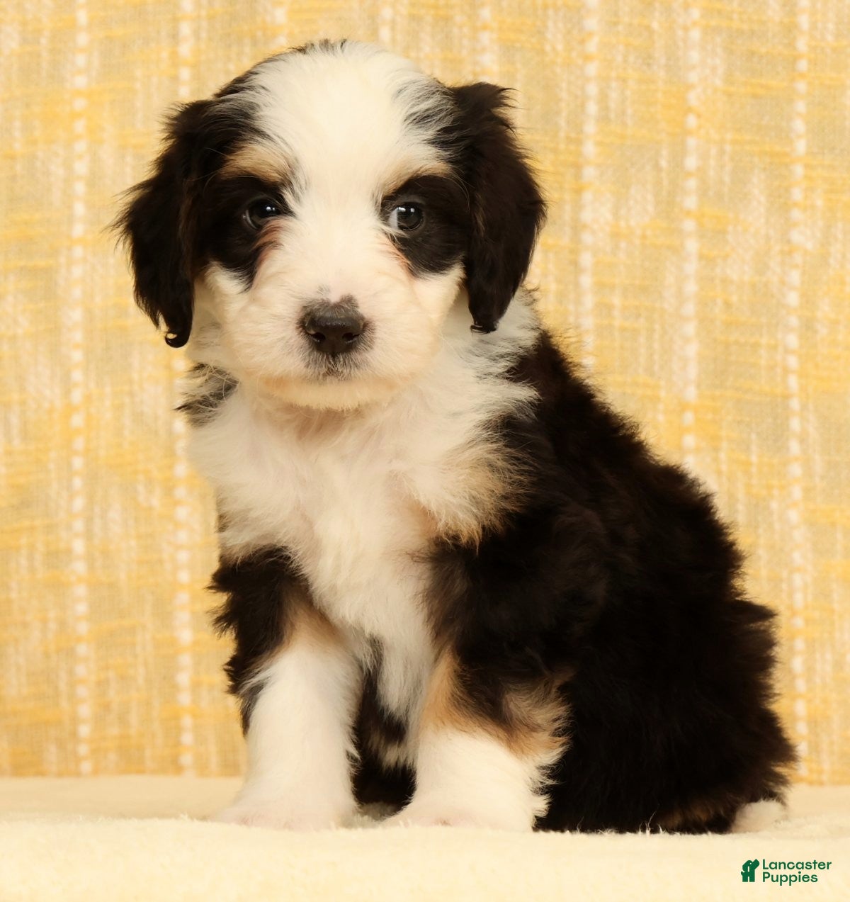 Mini Bernedoodle dogs Bella - Ad 1