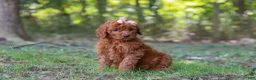 Goldendoodle dogs for sale: Allie - Ad 3