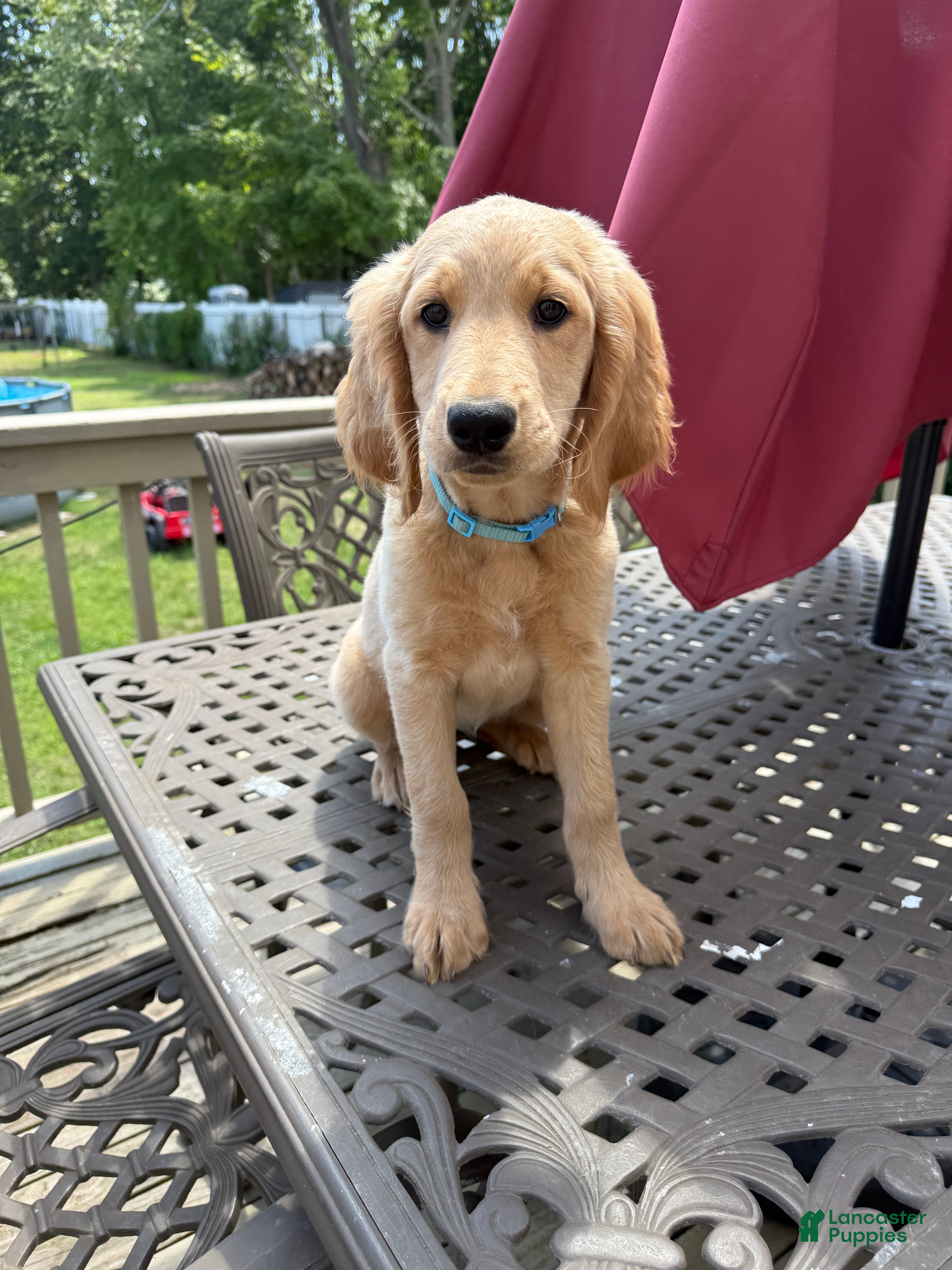 Goldendoodle dogs Hannah - Ad 1