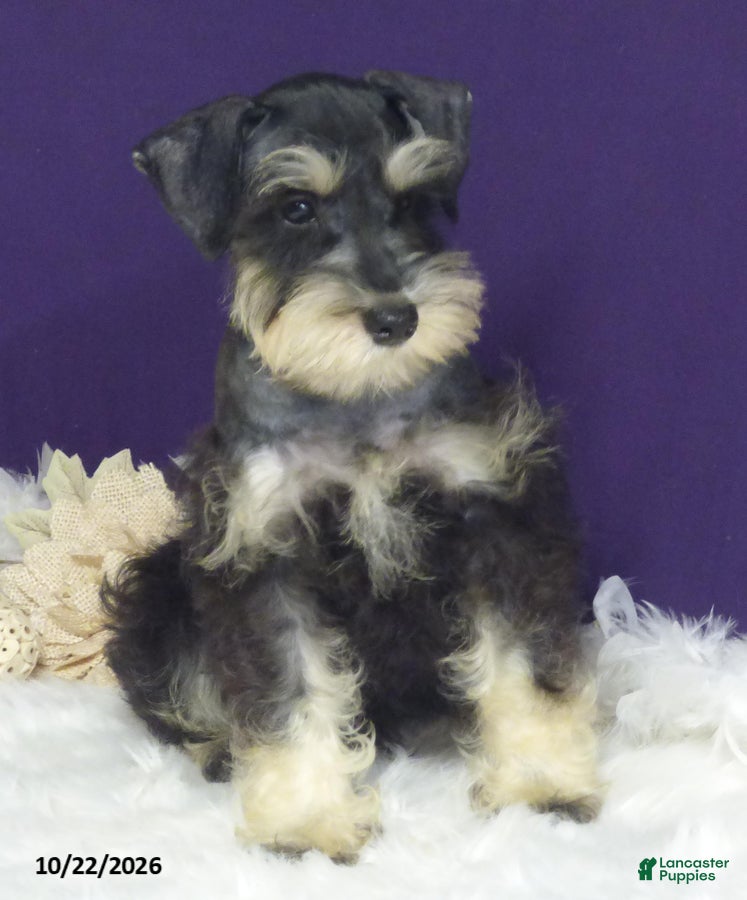 Miniature Schnauzer dogs Bobby - Ad 2