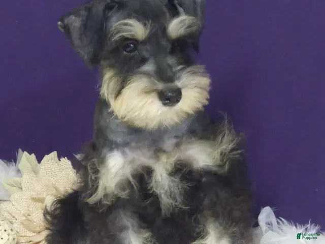 Miniature Schnauzer dogs Bobby - Ad 2