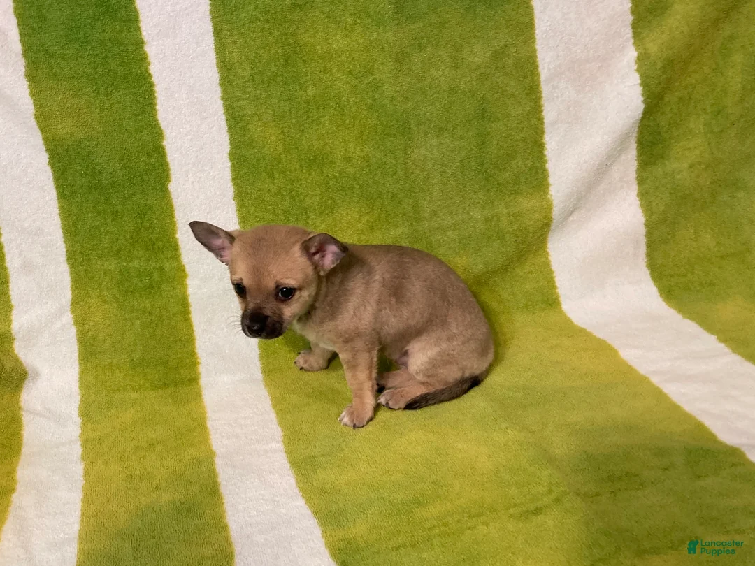 Chihuahua dogs for sale: Maisy - Ad 5