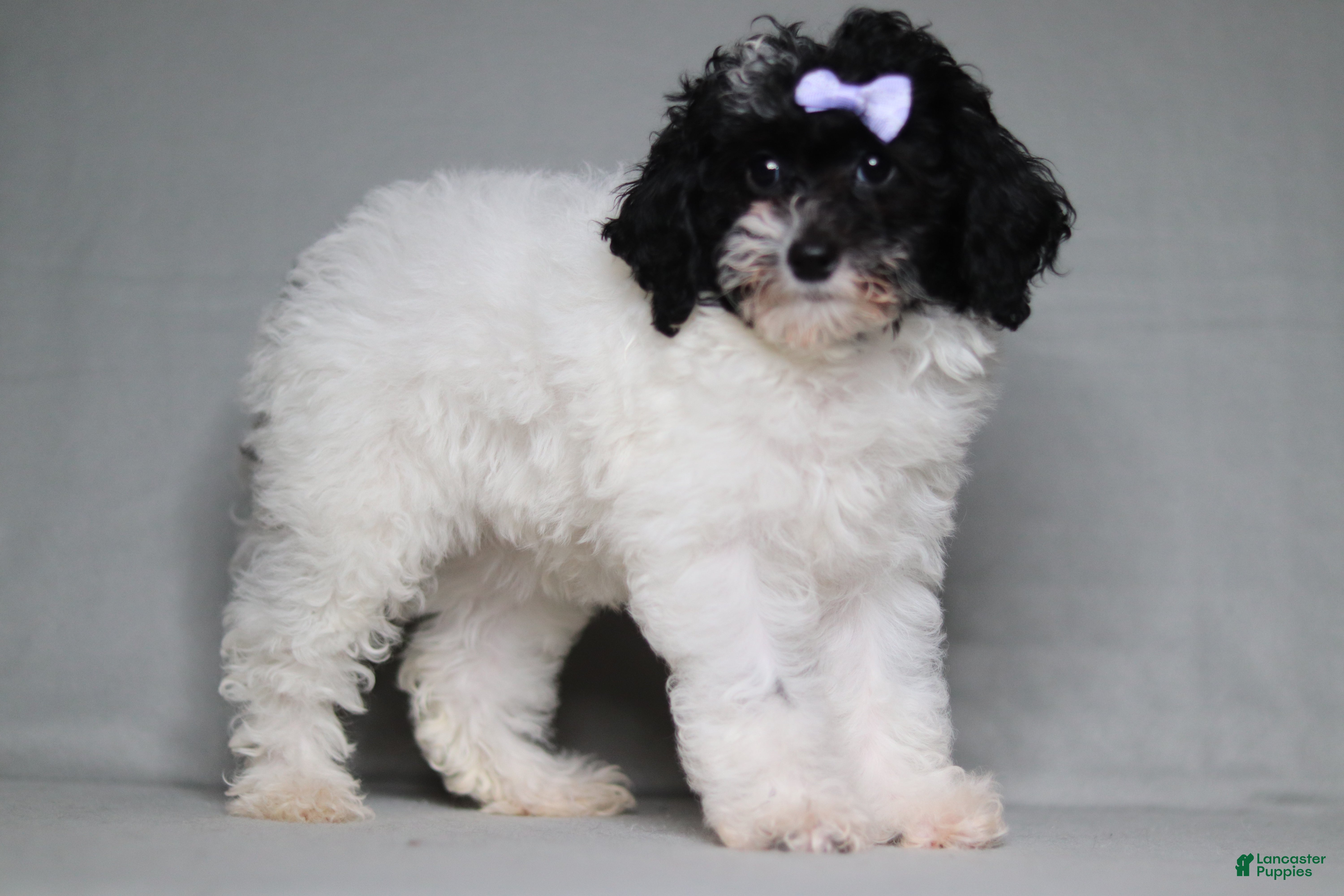 Mixed Breed dogs Paisley  - Ad 2