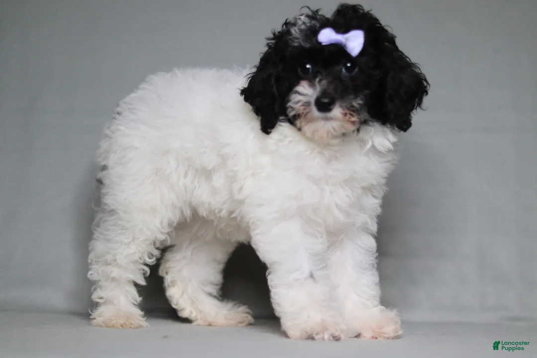 Mixed Breed dogs for sale: Paisley  - Ad 2