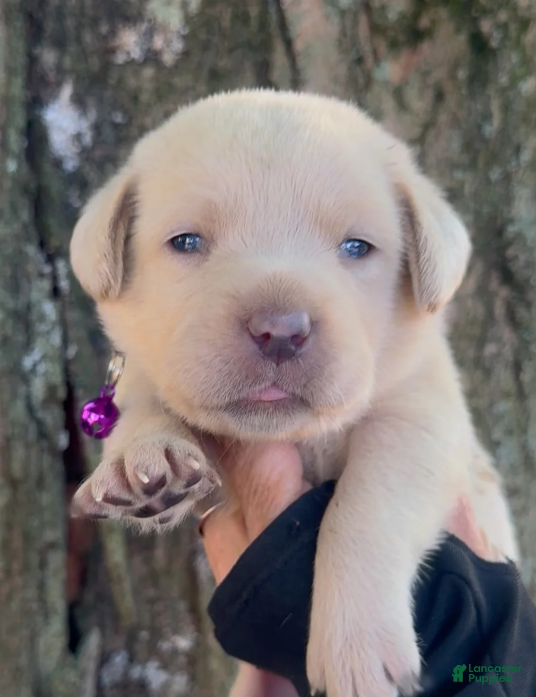 Labrador Retriever dogs for sale: Labrador Retriever 1 - Ad 19