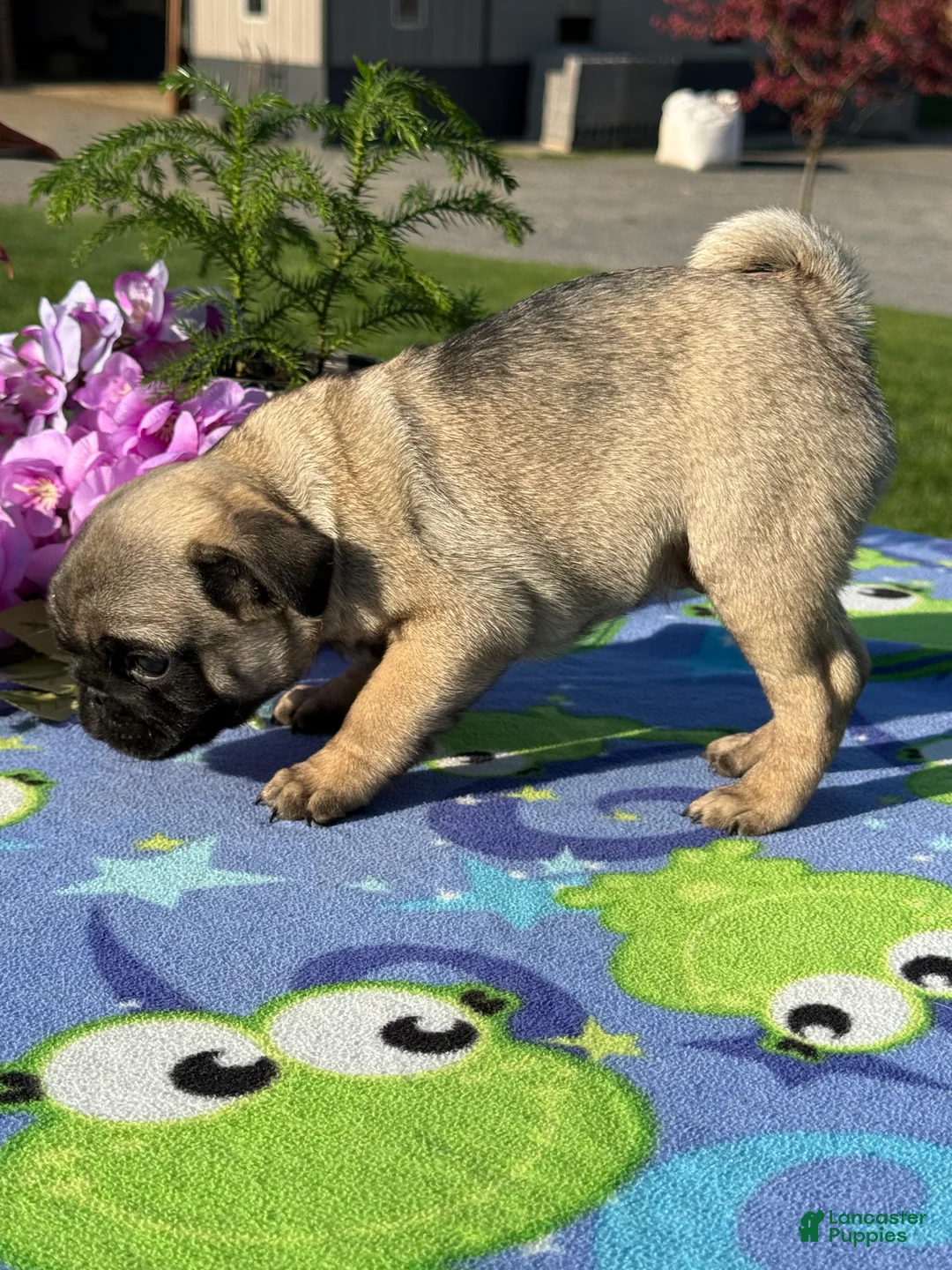 Pug dogs for sale: Peter - Ad 2