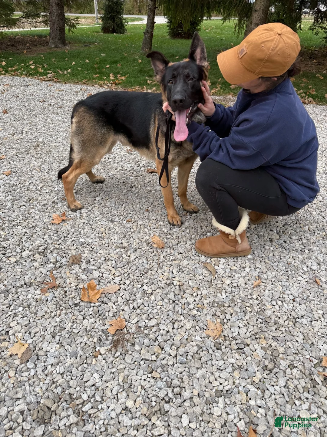 German Shepherd dogs for sale: Griff - Ad 3