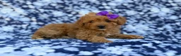Cavapoo dogs for sale: Ariel - Ad 1