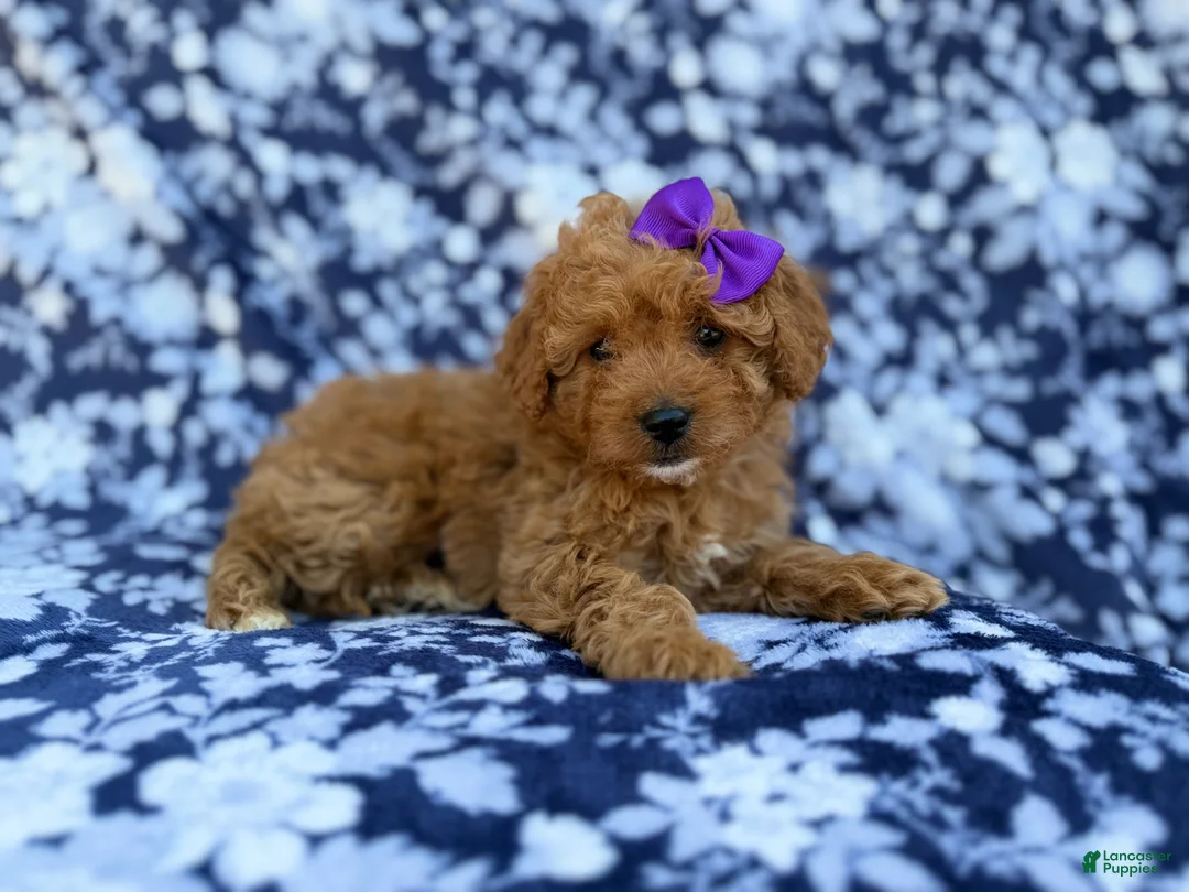 Cavapoo dogs for sale: Ariel - Ad 1