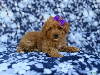 Cavapoo dogs Ariel - Ad 19