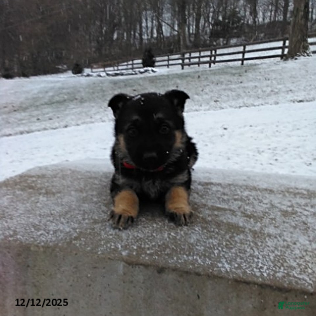 German Shepherd dogs for sale: Lilly - Ad 4