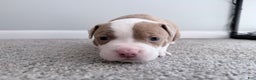 American Pit Bull Terrier dogs for sale: Spot - Ad 2