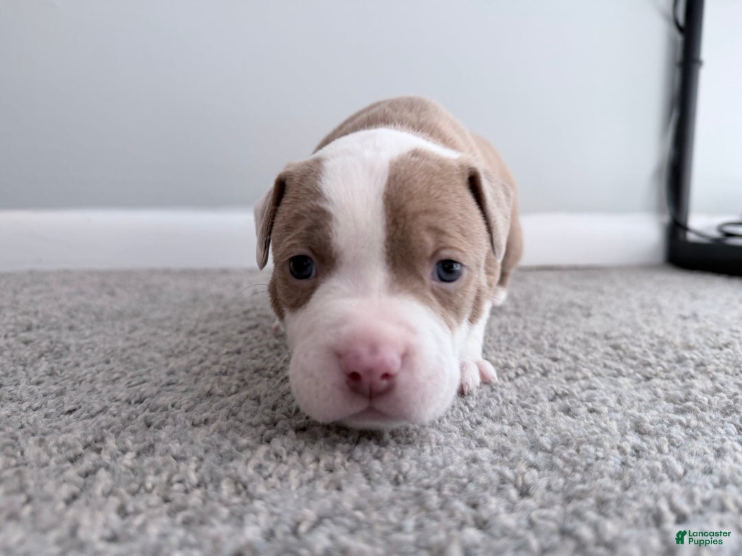 American Pit Bull Terrier dogs for sale: Spot - Ad 2