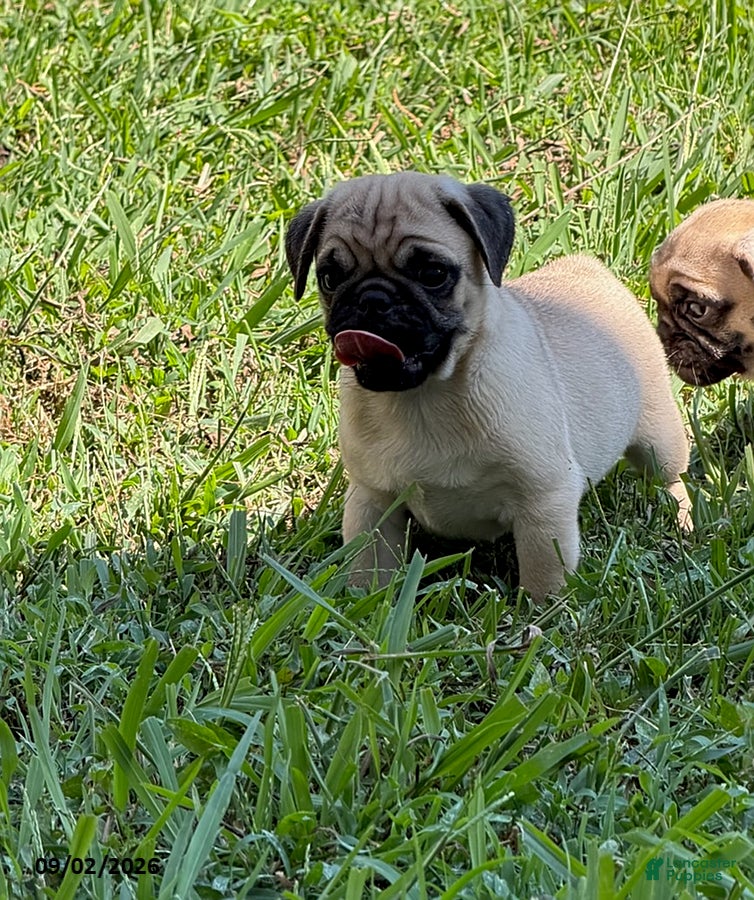 Pug dogs Henry - Ad 2
