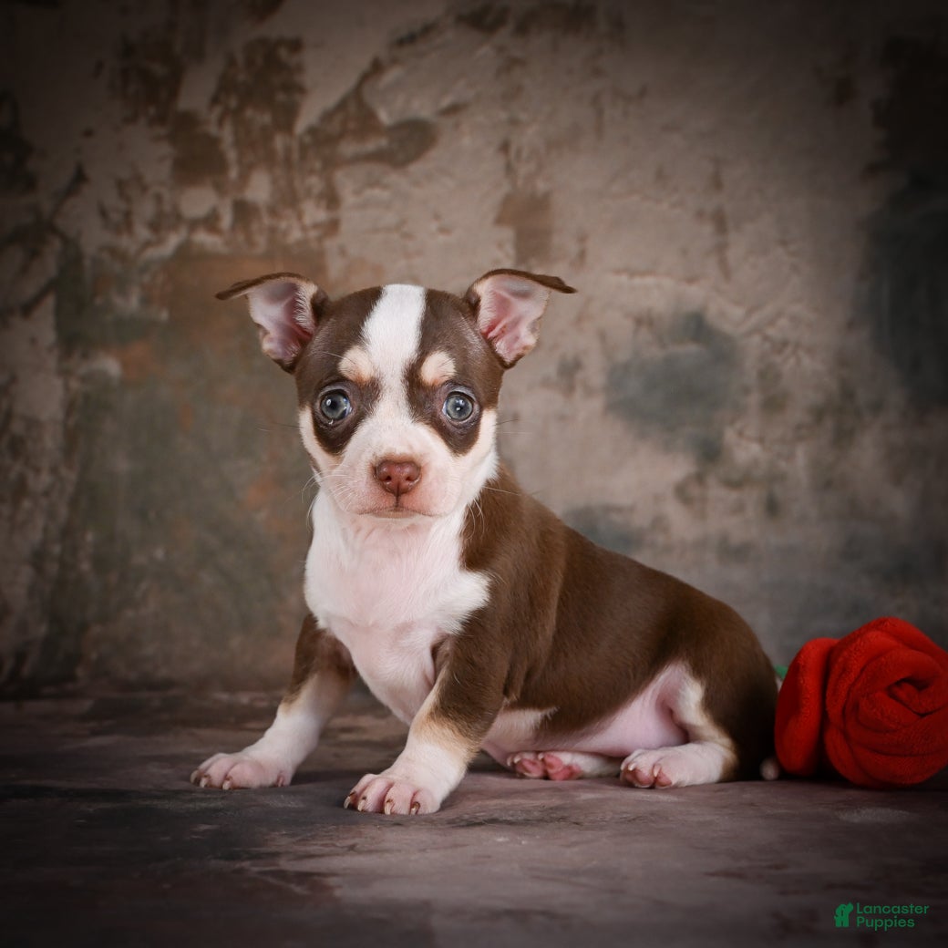Chihuahua dogs for sale: CoCo - Ad 4