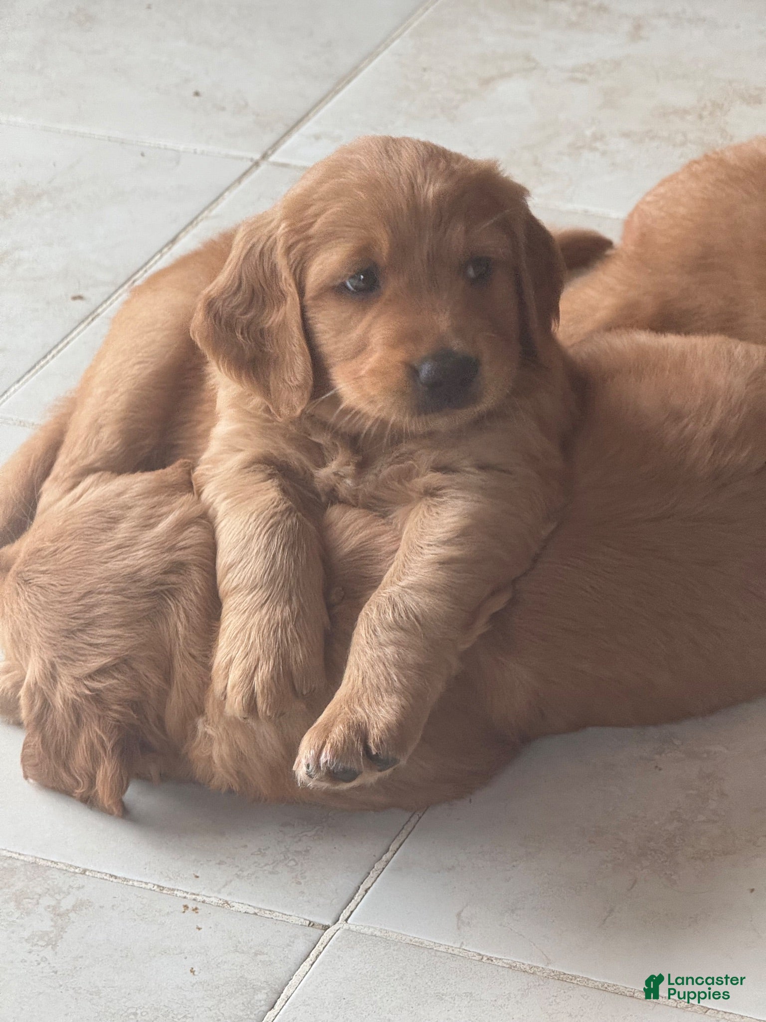 Golden Retriever dogs Golden Retriever 2 - Ad 37