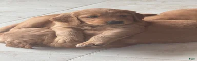 Golden Retriever 2