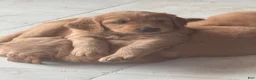 Golden Retriever dogs for sale: Golden Retriever 2 - Ad 1
