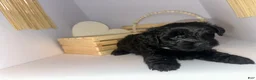 Mixed Breed dogs for sale: King - Ad 7
