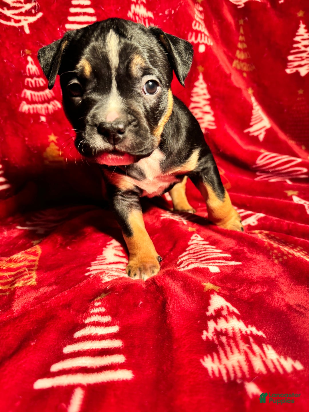 American Bully dogs for sale: American Bully Puppy 6 - Ad 1
