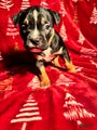 American Bully Puppy 6