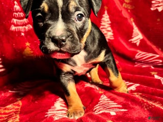 American Bully dogs American Bully Puppy 6 - Ad 10