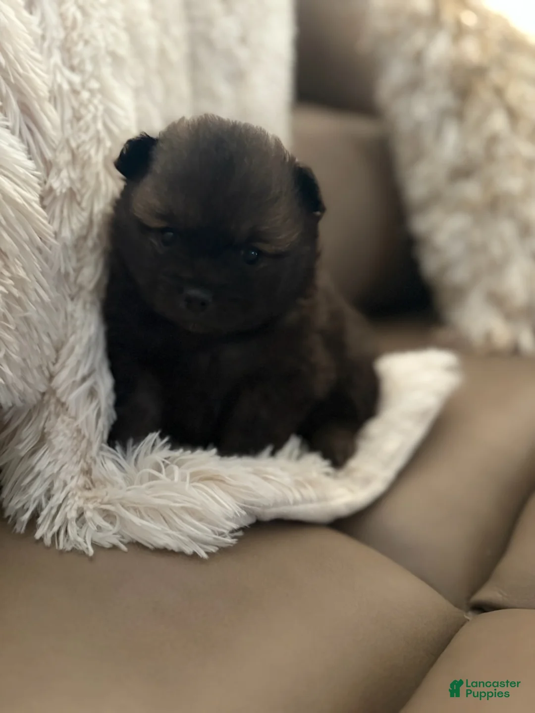 Pomeranian dogs for sale: Stark - Ad 5