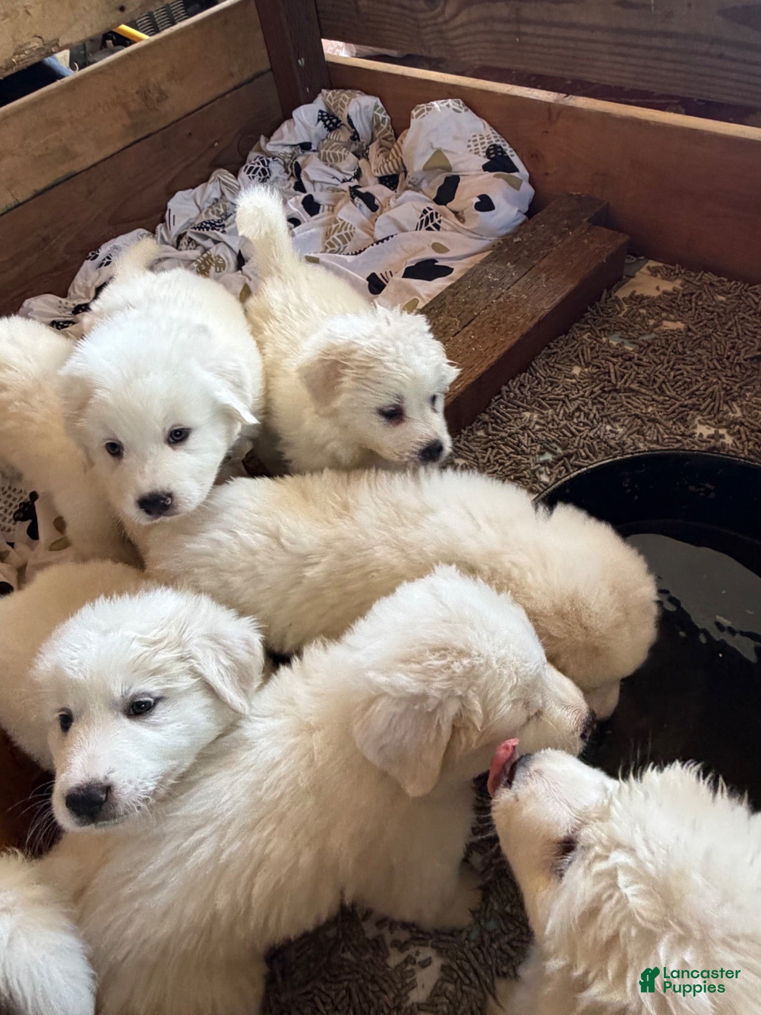 Great Pyrenees dogs Great Pyrenees 7 - Ad 24