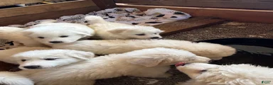 Great Pyrenees 7