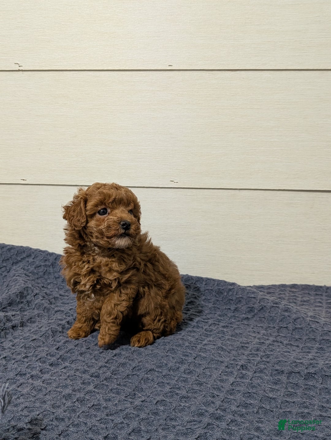 Toy Poodle dogs for sale: Cinnamon  - Ad 3