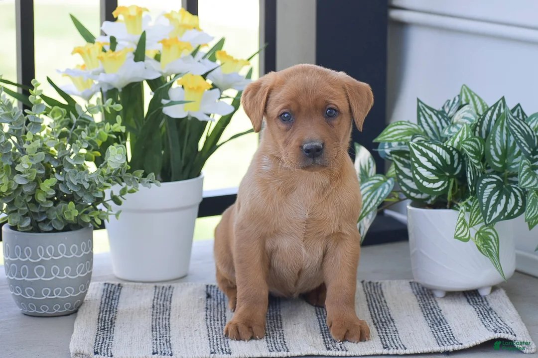 Labrador Retriever dogs for sale: Raven - Ad 1