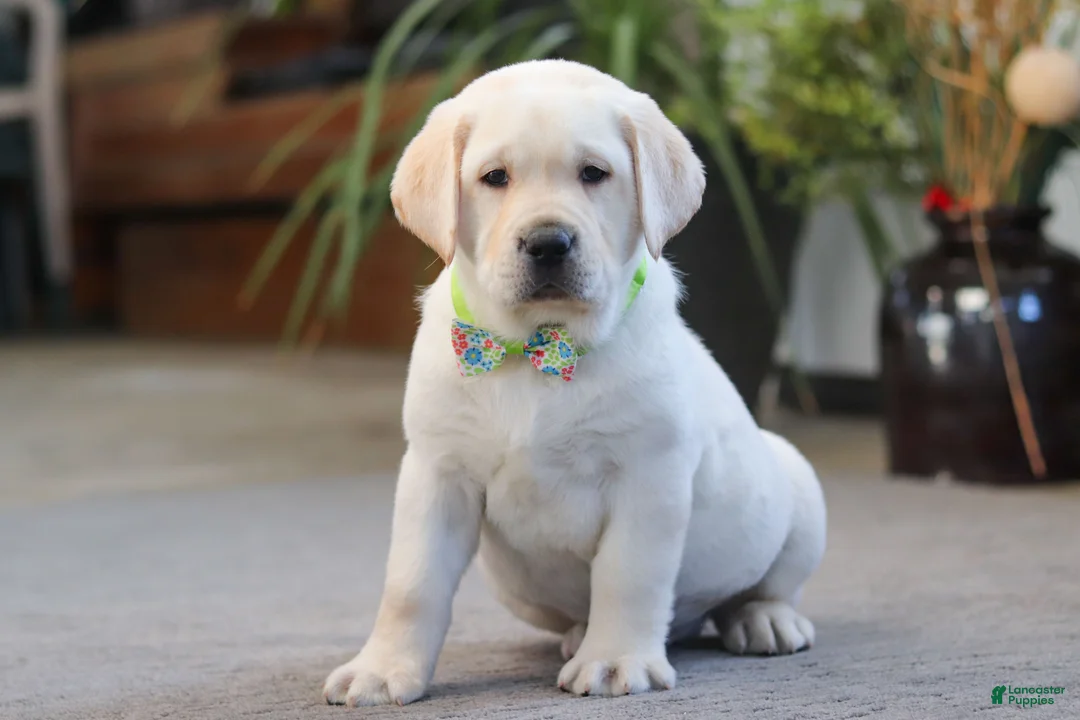 Labrador Retriever dogs for sale: Steve - Ad 4