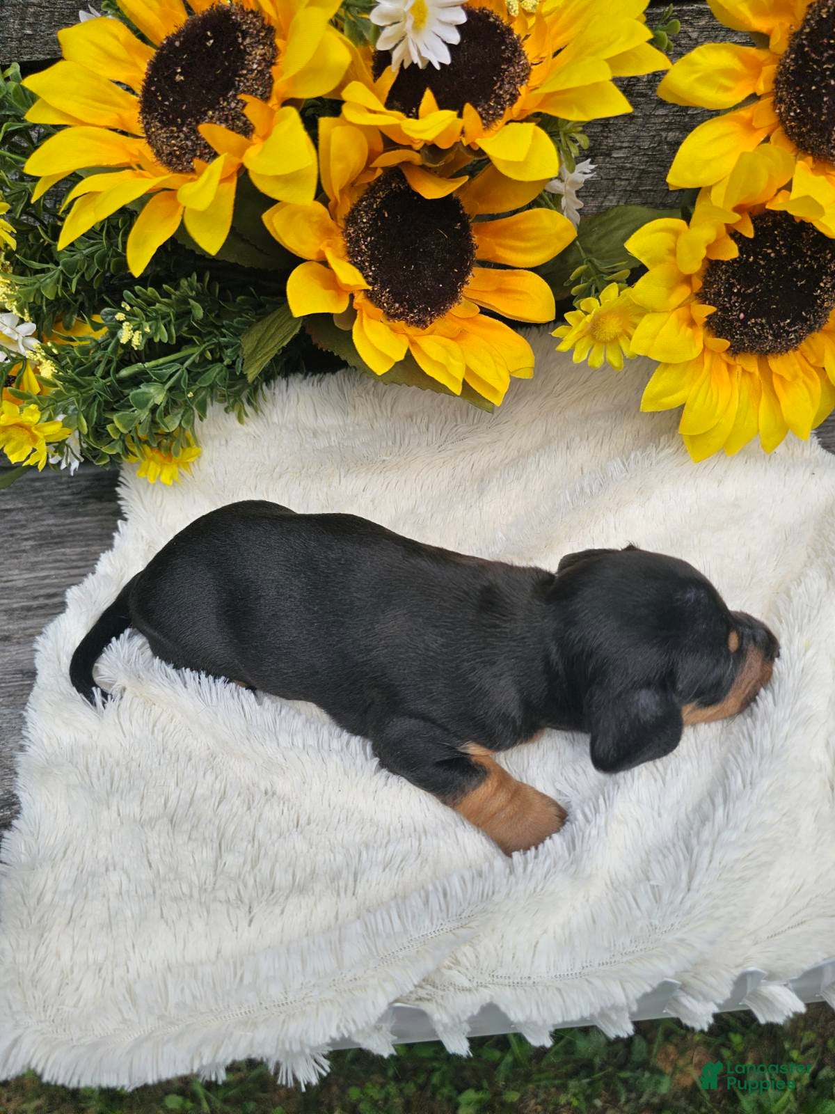Dachshund dogs  Otis - Ad 1