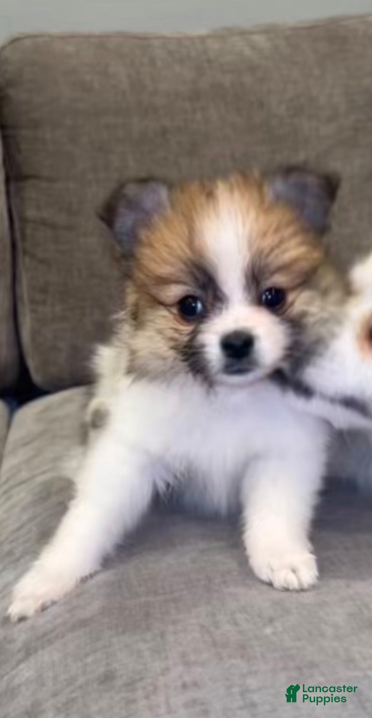 Pomeranian dogs Tink - Ad 33