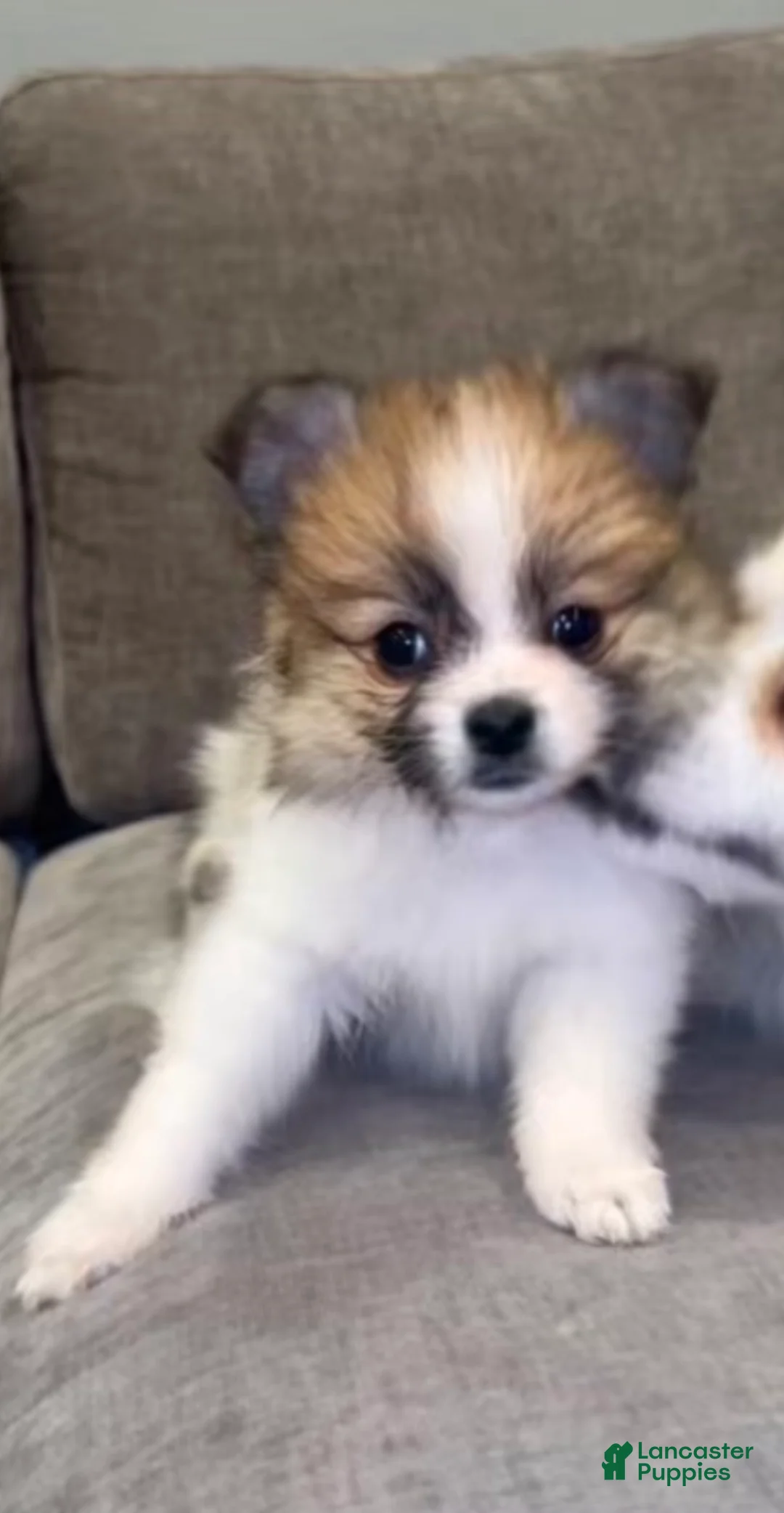 Pomeranian dogs for sale: Tink - Ad 1