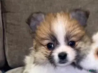 Pomeranian dogs Tink - Ad 33