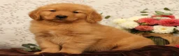 Golden Retriever dogs for sale: Harold - Ad 4