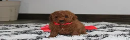Miniature Poodle dogs for sale: Sammy - Ad 2